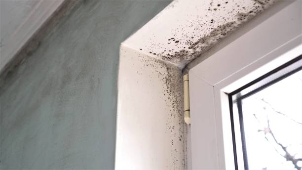 Best Mold Damage Repair  in Duchesne, UT