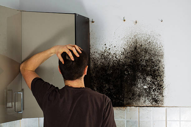 Best Professional Mold Removal  in Duchesne, UT