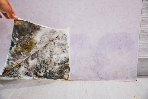 Best Residential Mold Removal  in Duchesne, UT